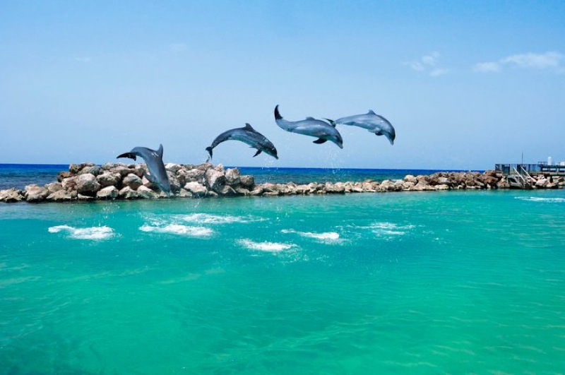 dolphin cove dolphin cove